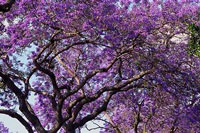 Jacaranda-Tree