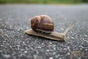 snail-1844618_640